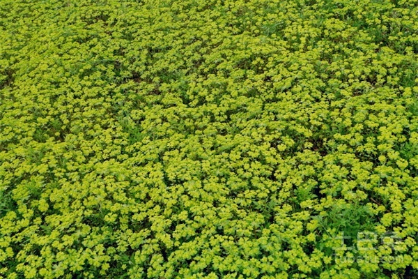 附儿草功效与作用,附儿草，全面解析其功效与作用及综合应用分析数据,实证说明解析_复古版67.895