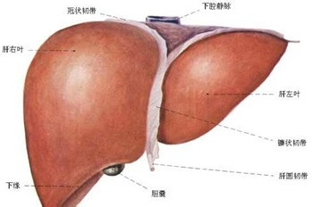 肝硬化能活多久一般晚期啥症状