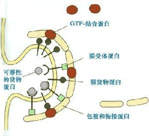 成膜物质的主要作用