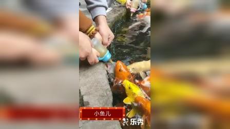 小鱼儿 分站